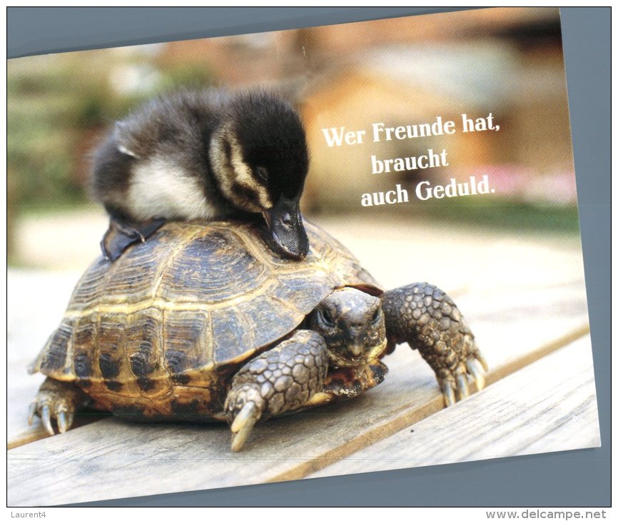 (445) Tortoise - Tortue - Turtle + Duckling - Tortues