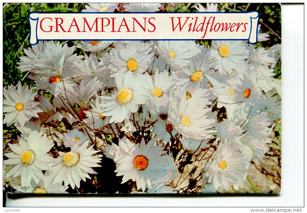 (folder 30) Postcard Booklet - Livret De Carte - VIC - Grampians Wildflowers - Grampians