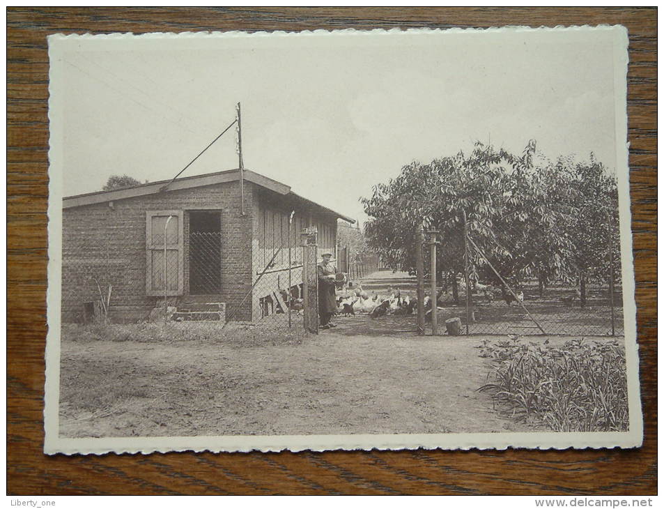 Zusters Van Liefde Te LOVENDEGEM Hoenderhok - Anno 19?? ( Zie Foto Voor Details ) !! - Lovendegem