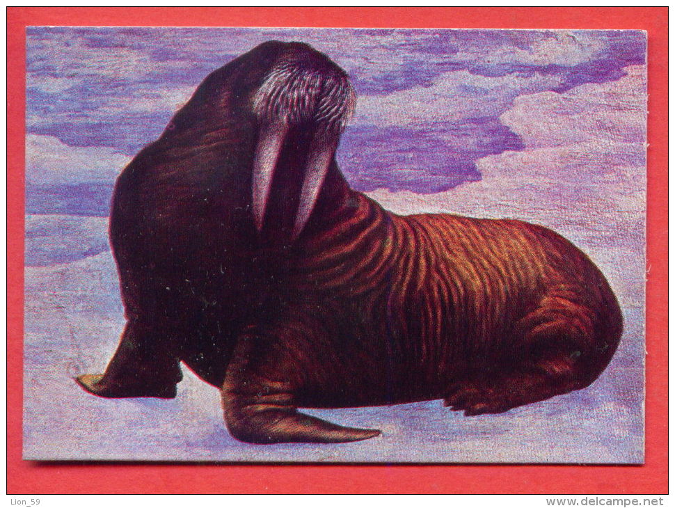 K569 / 1979 ANIMALS - Morse Walross The Walrus (Odobenus Rosmarus) -  Calendar Calendrier Kalender  Bulgaria - Tamaño Pequeño : 1971-80
