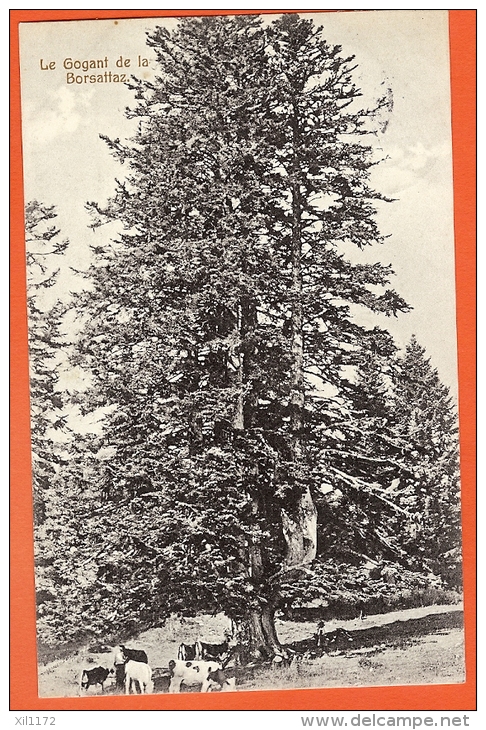 Z0558 Le Gogant De La Borsattaz Sur St-Cergues, Vaches, Jura Vaudois. Cachet St-Cergues 1913 - Saint-Cergue