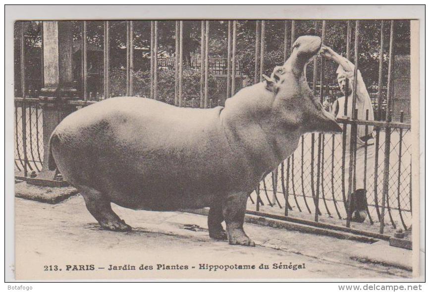 CPA PARIS JARDIN DES PLANTES, HIPPOPOTAME DU SENEGAL - Hippopotamuses