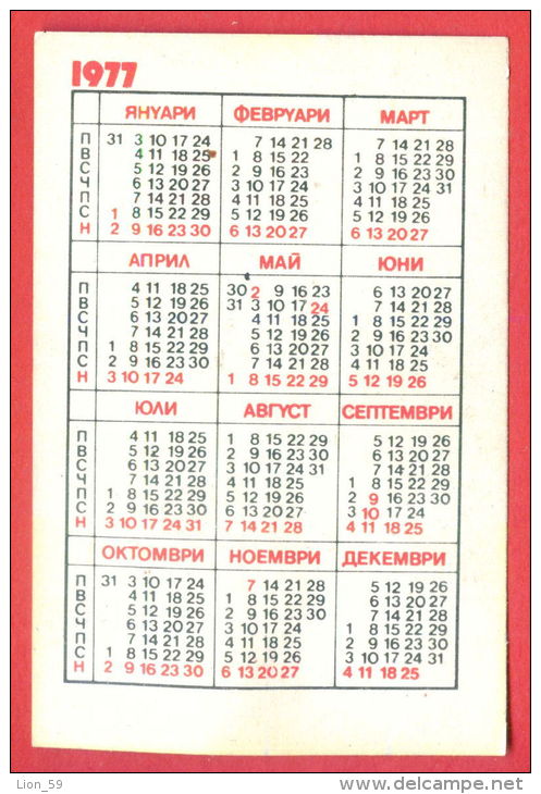 K683 / 1977 SPORT Bulgarian Orienteering Federation  - Calendar Calendrier Kalender - Bulgaria Bulgarie - Petit Format : 1971-80