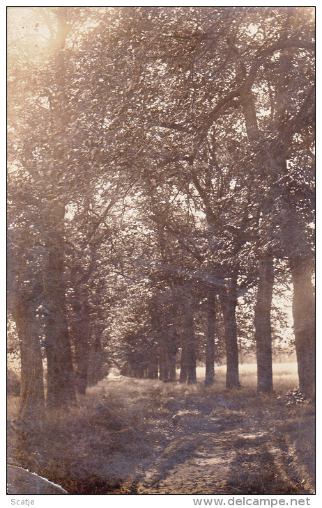 Overpelt. -  Zeldzame Fotokaart;  1908  Het Hobos - Overpelt