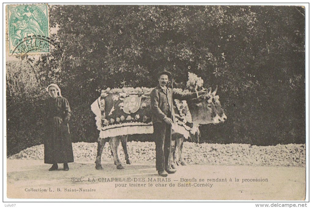 La Chapelle Des Marais     Boeuf  Pour Trainer Le Char De St  Cornély - La Chapelle Basse-Mer