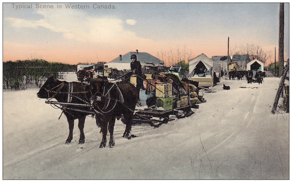 Ox Cart / Sled , Typical Scene In Western Canada , 00-10s - Non Classés