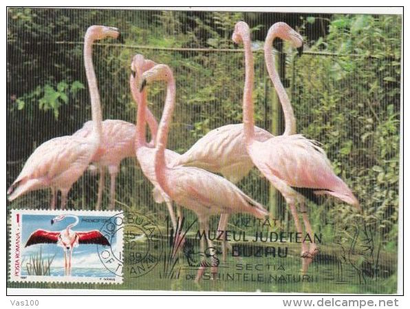 BIRDS, AMERICAN FLAMINGO, CM, MAXICARD, CARTES MAXIMUM, 1989, ROMANIA - Ooievaars