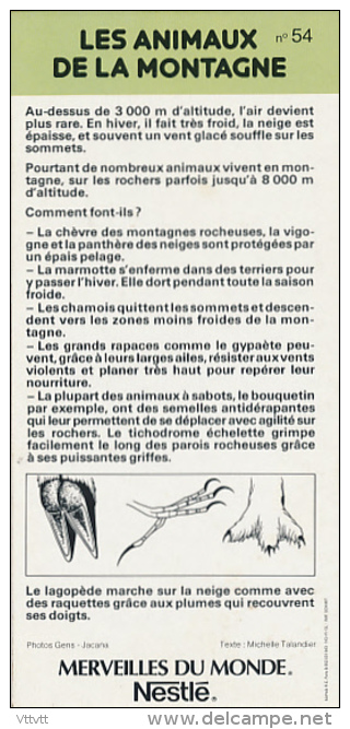 Fiche Cartonnée, NESTLE "Merveilles Du Monde", LES ANIMAUX DE LA MONTAGNE, N° 54 - Schokolade