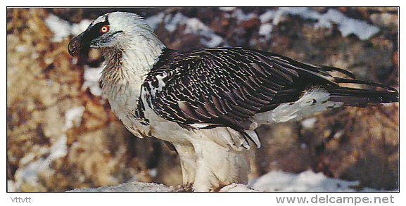 Fiche Cartonnée, NESTLE "Merveilles Du Monde", LE GYPAETE BARBU, N° 63, "Animaux De Montagne" - Schokolade