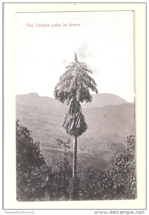 SRI LANKA  CEYLON Ceylon The Talepot Palm In Flower Skeen Photo Unused - Sri Lanka (Ceylon)