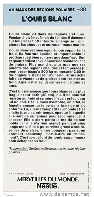 Fiche Cartonnée, NESTLE "Merveilles Du Monde", L'OURS BLANC, N° 38, "Animaux Des Régions Polaires" - Schokolade