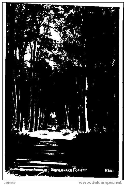 (802) UK (old Postcard) Savernake Forest - Otros & Sin Clasificación