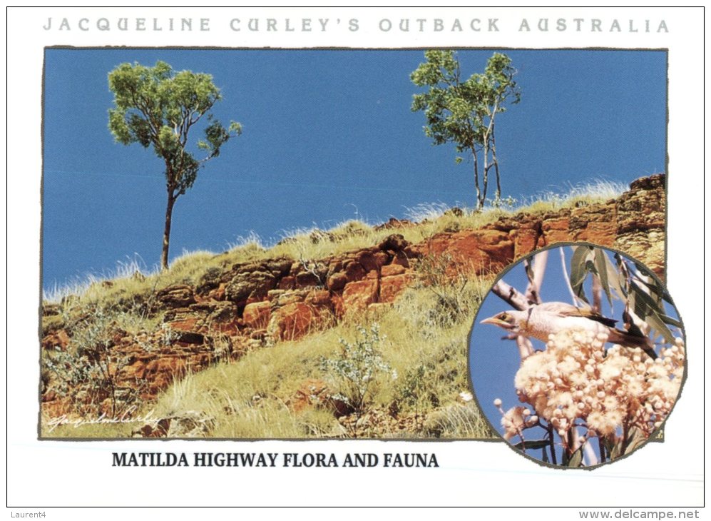 (334) Australia - QLD - Flora - Outback