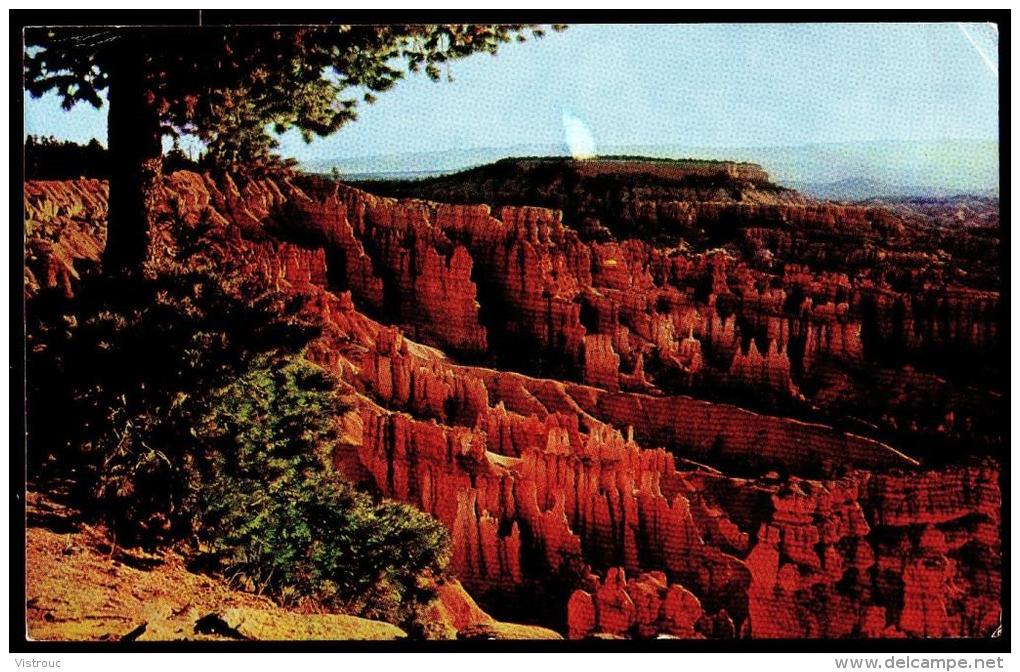 Bryce Canyon National Park - Boat Mesa And The Queen's Garden - Circulated - Circulé - Gelaufen - 1971. - Bryce Canyon