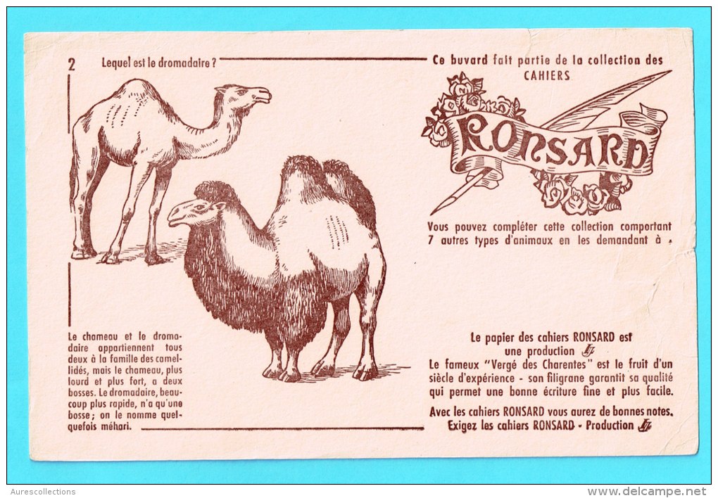 BUVARD BUVARDS Algerie Algeria France Publicité Pub Papier Paper Cahiers Ronsard Chameau Dromadaire Dromedary Camel - Animaux