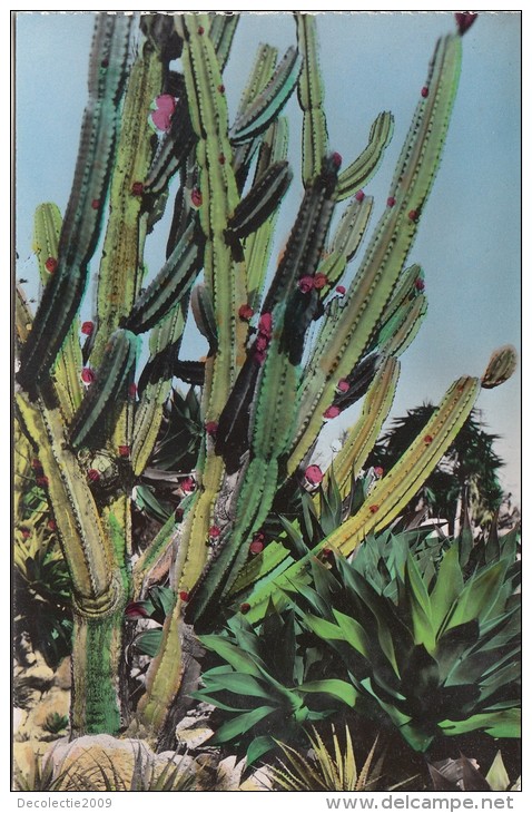 TZU281 Cereus Jamacaru  Le Jardin Exotique De Monaco   2  Scans - Exotische Tuin