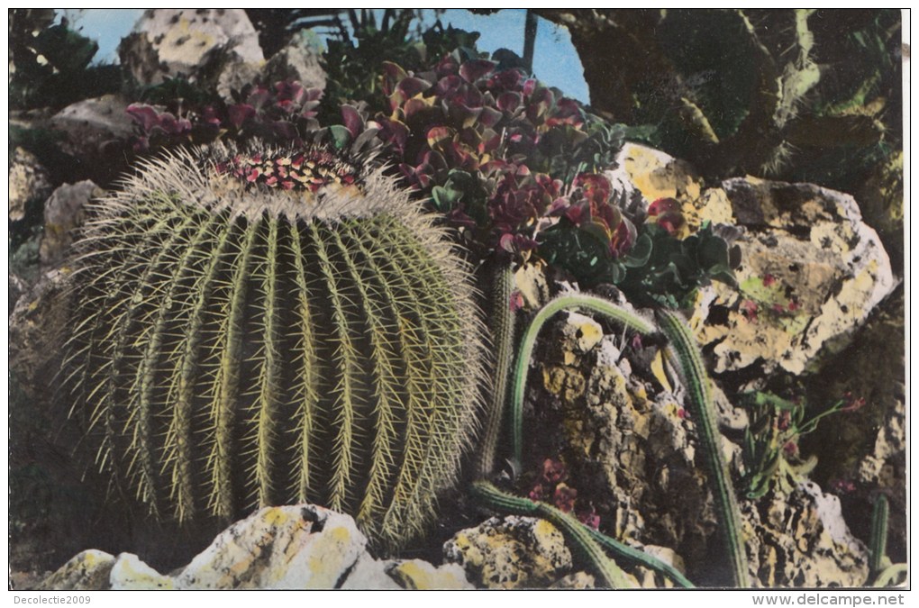 TZU284 Echinocactus Grusoni   Le Jardin Exotique De Monaco   2  Scans - Exotische Tuin