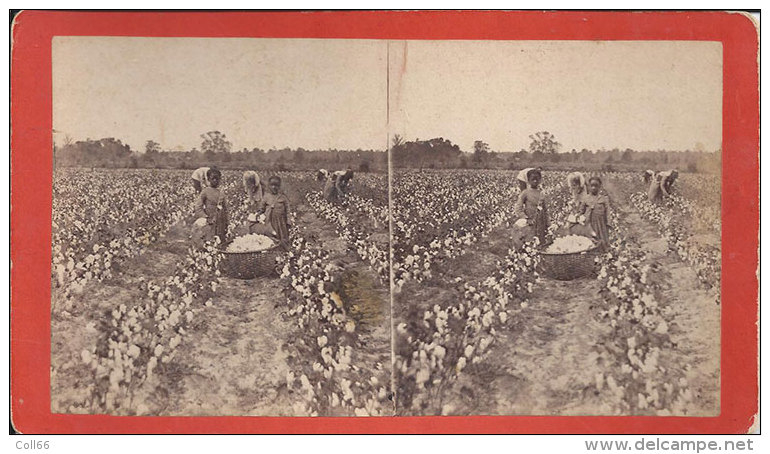 1870-74  Picking Cotton Coton Enfants Noirs Litlle Nigs Georgia USA Photo-Stereo/Jerome N Wilson Photographer Savannah - Anciennes (Av. 1900)