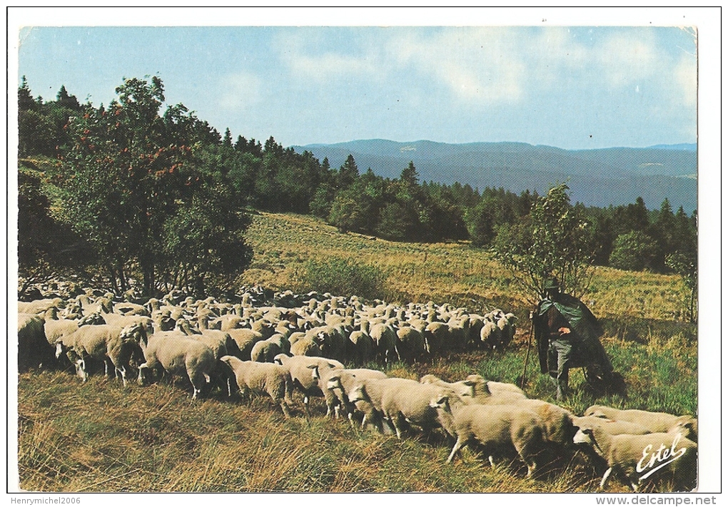 Vosges - 88 - " Gazon Martin "  Berger Et Troupeau Moutons Sur La Route Des Cretes En 1977 - Other & Unclassified