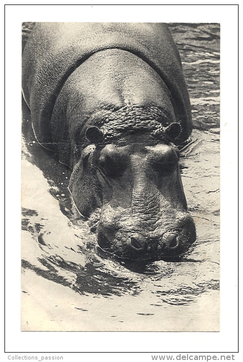 Cp, Animaux, Hyppopotame (Parc Zoologique De Vincenness - 94), écrite - Ippopotami