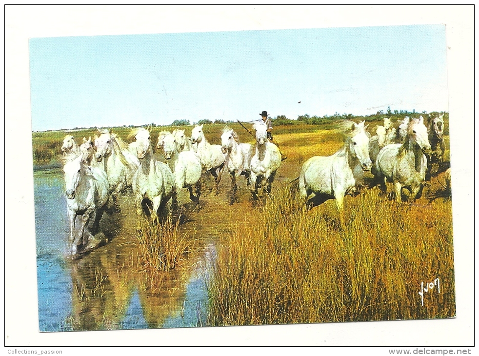 Cp, Animaux, Chevaux Dans Les Marais Camarguais - Chevaux