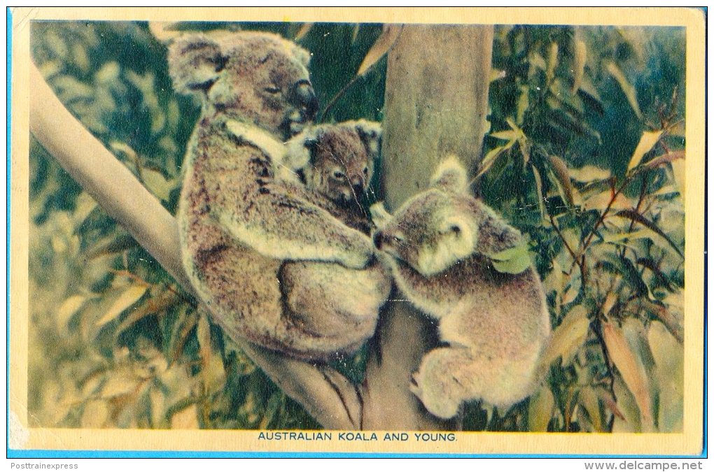 Australia. Koala. - Brisbane
