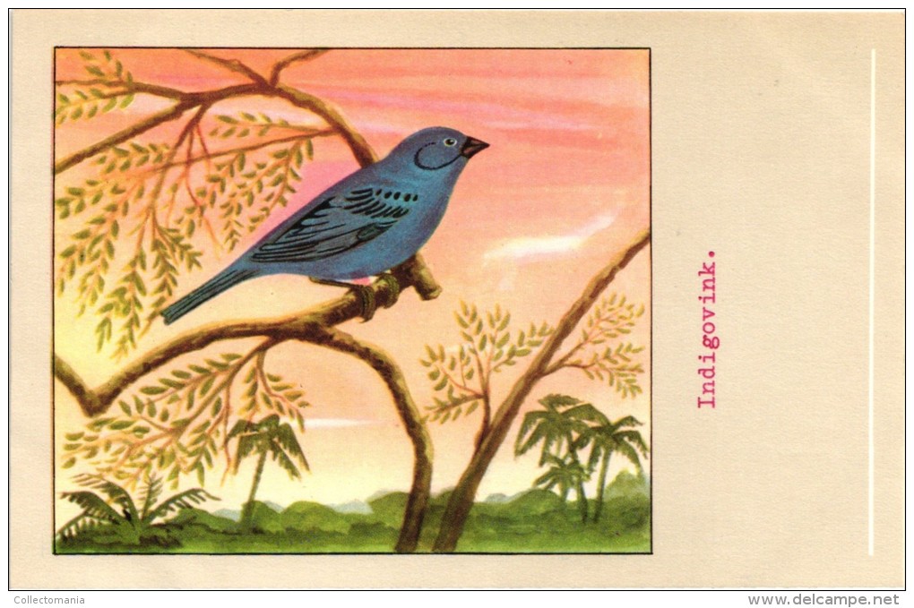 60 Cards SLUIS Advertising Bird Sead, Vogelzaad Grains Pour Oiseaux - Coloured Postcards - Autres & Non Classés