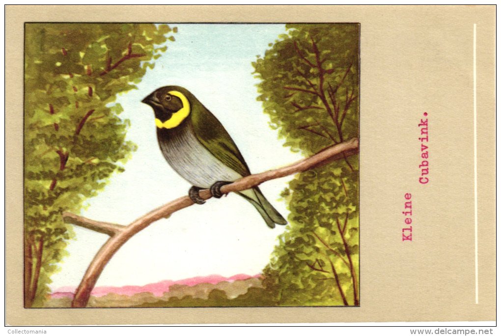 60 Cards SLUIS Advertising Bird Sead, Vogelzaad Grains Pour Oiseaux - Coloured Postcards - Other & Unclassified