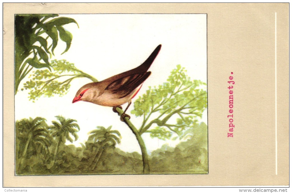 60 Cards SLUIS Advertising Bird Sead, Vogelzaad Grains Pour Oiseaux - Coloured Postcards - Autres & Non Classés