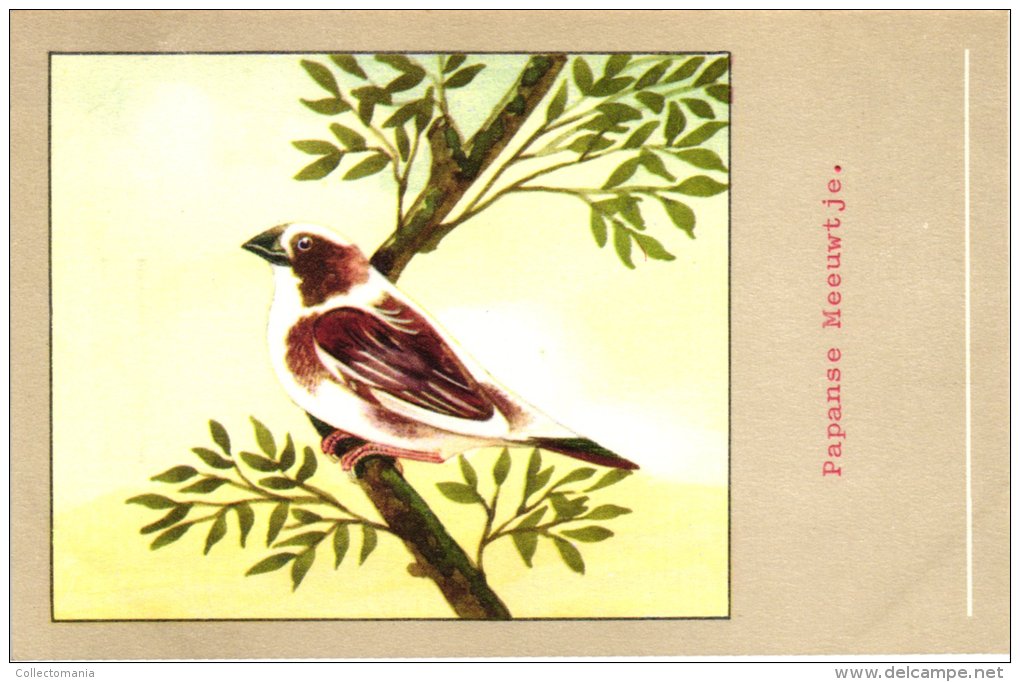 60 Cards SLUIS Advertising Bird Sead, Vogelzaad Grains Pour Oiseaux - Coloured Postcards - Autres & Non Classés