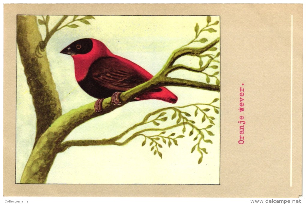 60 cards SLUIS advertising bird sead, vogelzaad grains pour oiseaux - coloured postcards