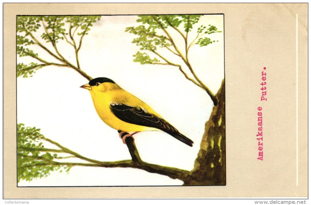 60 cards SLUIS advertising bird sead, vogelzaad grains pour oiseaux - coloured postcards