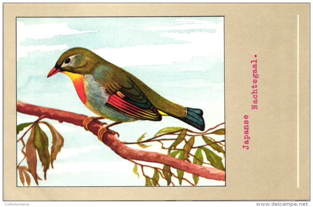 60 cards SLUIS advertising bird sead, vogelzaad grains pour oiseaux - coloured postcards