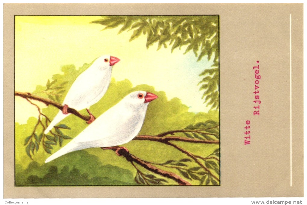 60 cards SLUIS advertising bird sead, vogelzaad grains pour oiseaux - coloured postcards