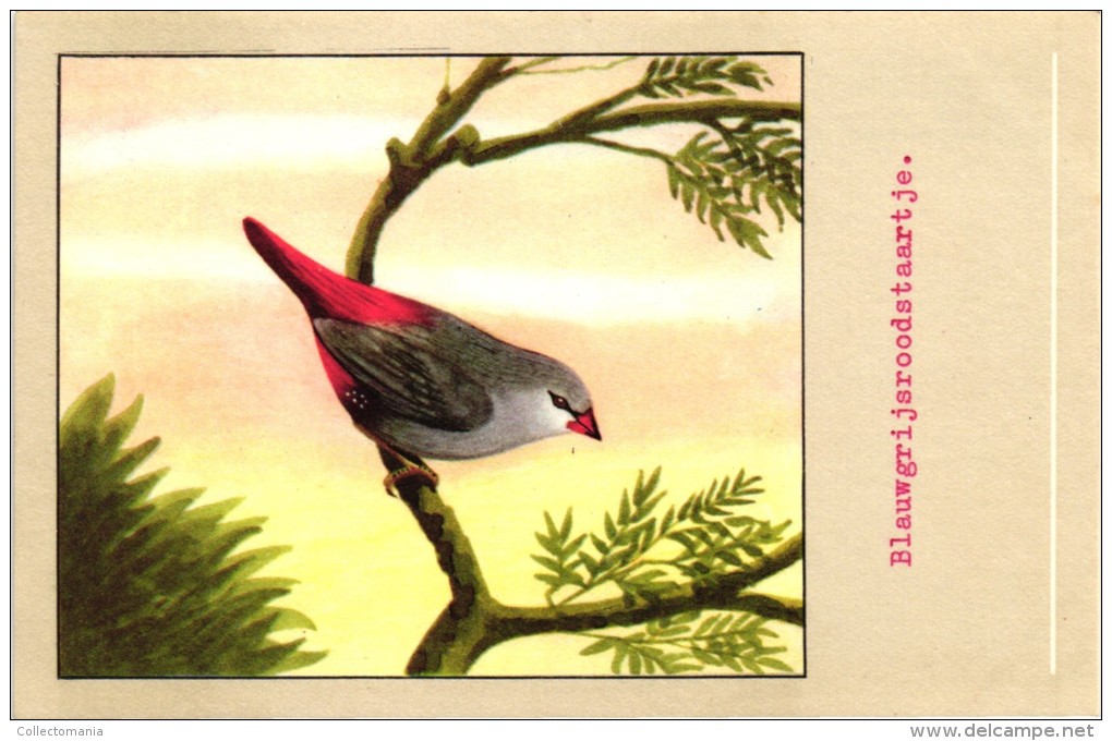 60 cards SLUIS advertising bird sead, vogelzaad grains pour oiseaux - coloured postcards