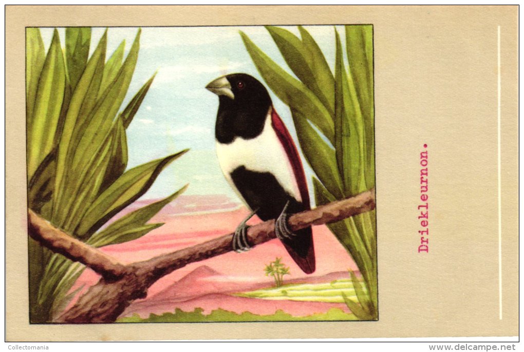 60 cards SLUIS advertising bird sead, vogelzaad grains pour oiseaux - coloured postcards