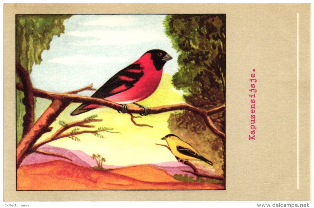 60 cards SLUIS advertising bird sead, vogelzaad grains pour oiseaux - coloured postcards