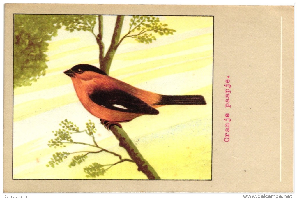 60 cards SLUIS advertising bird sead, vogelzaad grains pour oiseaux - coloured postcards