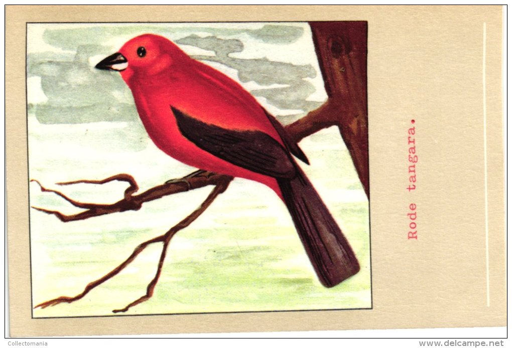 60 cards SLUIS advertising bird sead, vogelzaad grains pour oiseaux - coloured postcards