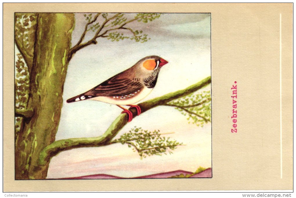 60 cards SLUIS advertising bird sead, vogelzaad grains pour oiseaux - coloured postcards