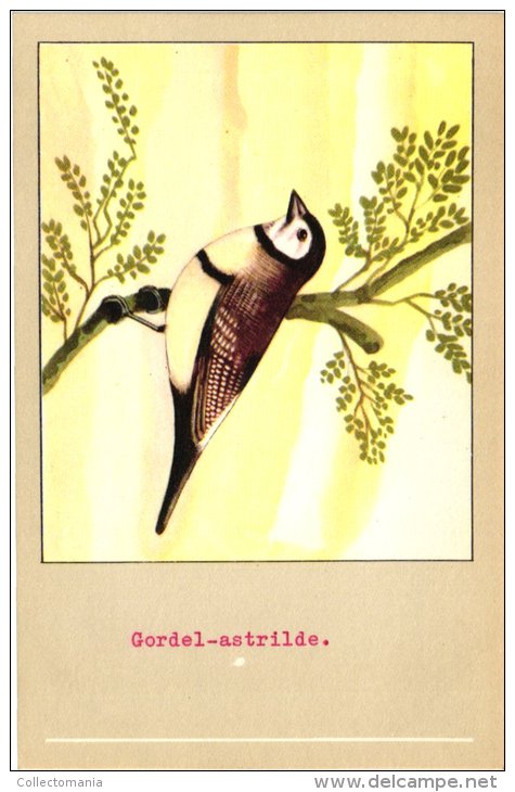 60 cards SLUIS advertising bird sead, vogelzaad grains pour oiseaux - coloured postcards