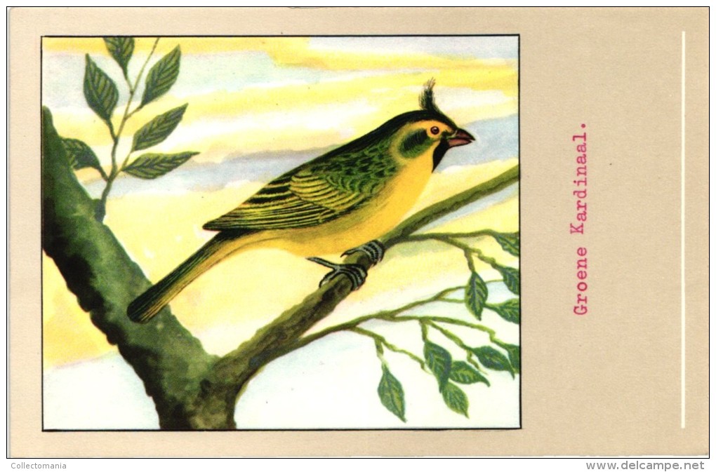 60 cards SLUIS advertising bird sead, vogelzaad grains pour oiseaux - coloured postcards