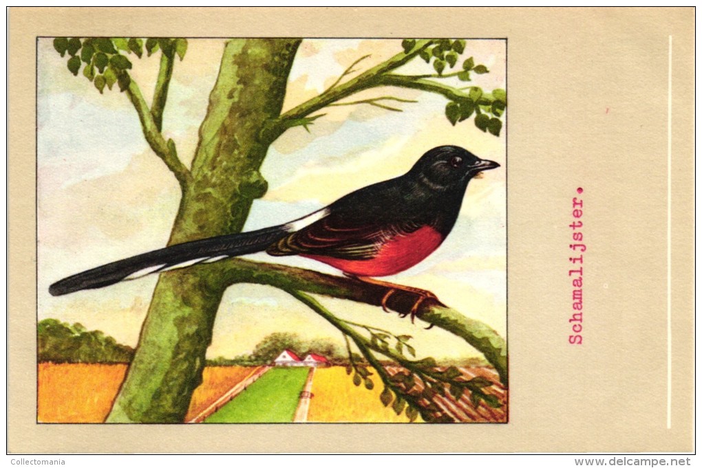 60 cards SLUIS advertising bird sead, vogelzaad grains pour oiseaux - coloured postcards