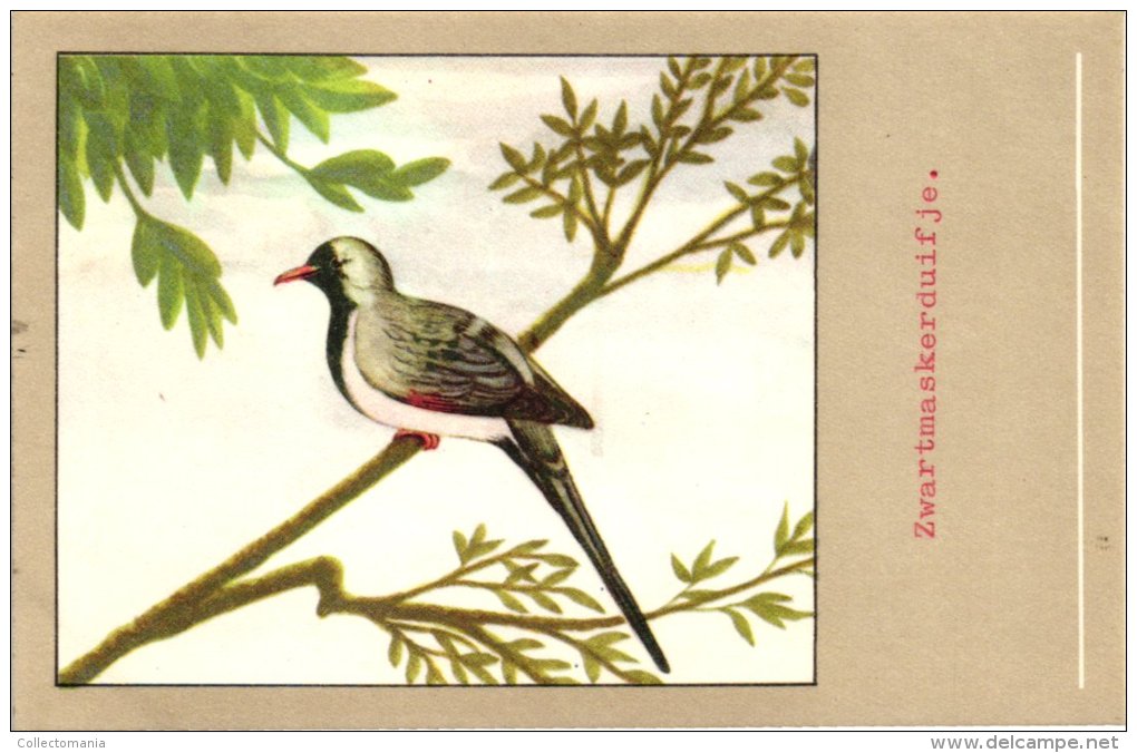 60 cards SLUIS advertising bird sead, vogelzaad grains pour oiseaux - coloured postcards