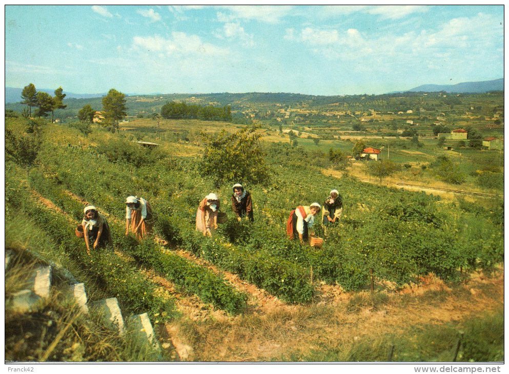 06. Lot De 3 Cartes Cueillettes Mimosa, Lavande Et Jasmin - Otros & Sin Clasificación