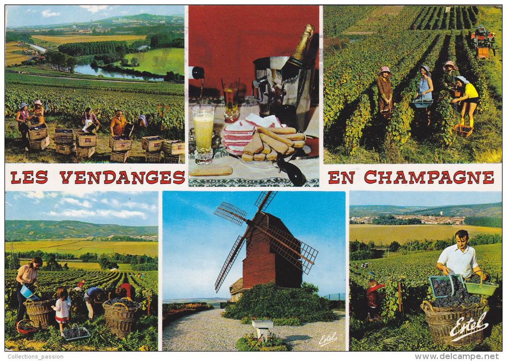 Cp , AGRICULTURE , Les Vendanges En Champagne , Multi-Vues - Vignes