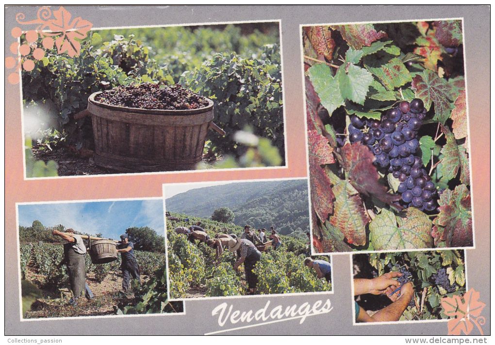 Cp , AGRICULTURE , Les Vendanges En Bourgogne , Multi-Vues - Vignes