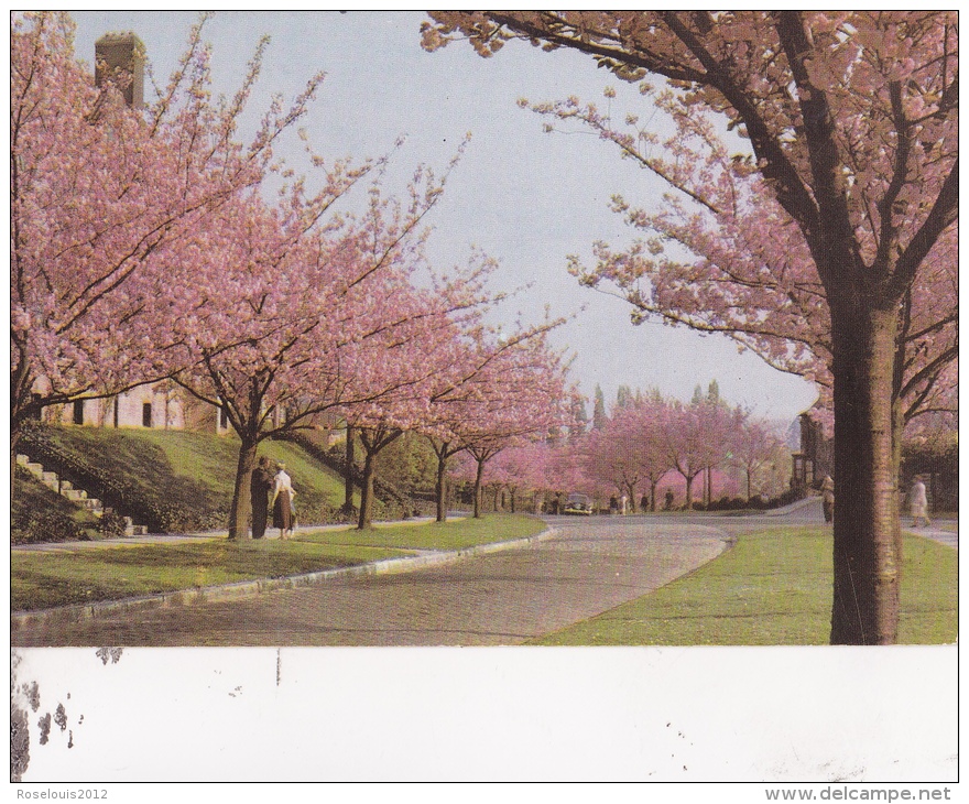 BOITSFORT : "le Logis" - Cerisiers En Fleurs - Watermael-Boitsfort - Watermaal-Bosvoorde