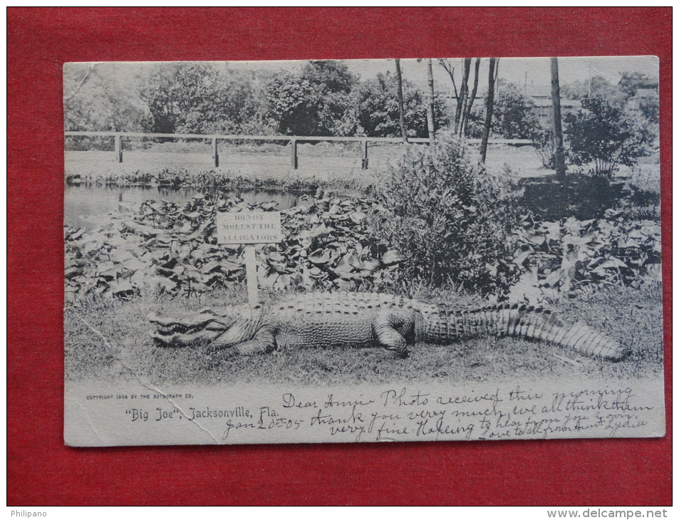 Rotograph--  FL - Florida > Jacksonville    Alligator  Big Joe  1905 Cancel Left Corner Crease  Ref-1083 - Jacksonville