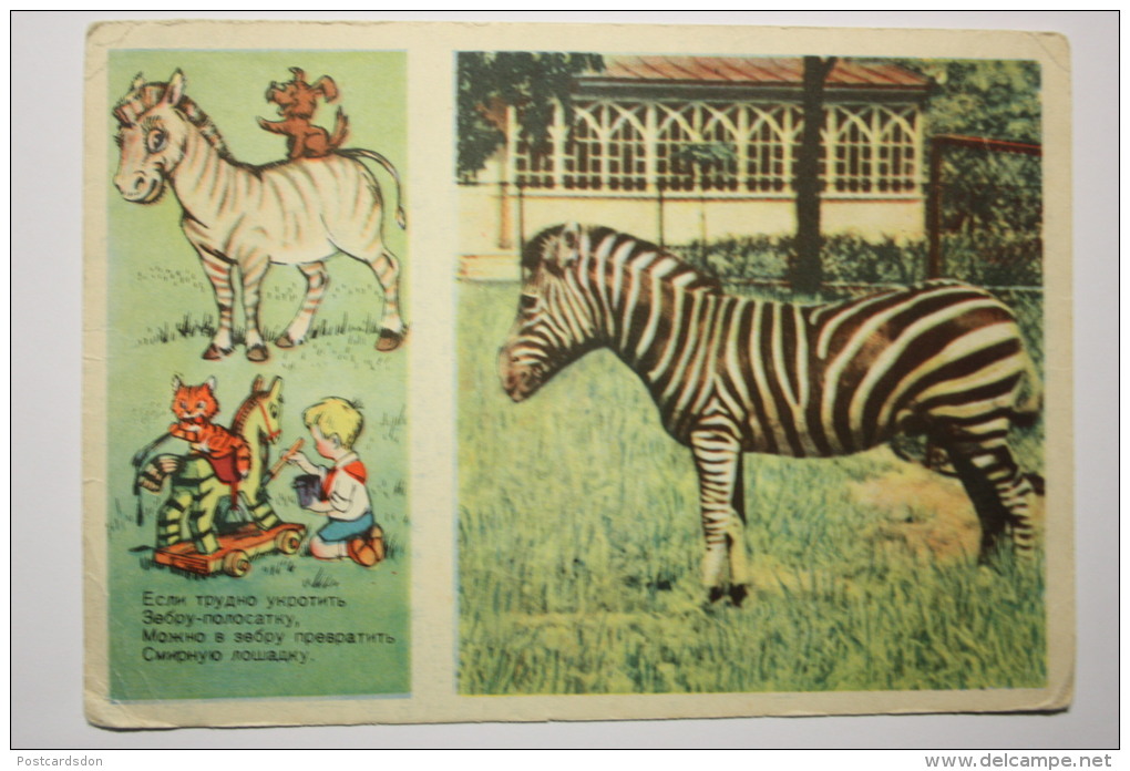 ZEBRA.  Pioneer Movement  ( Communist Party Scouting) -  - Old PC 1955 - PIONEER THE ARTIST - Zèbres